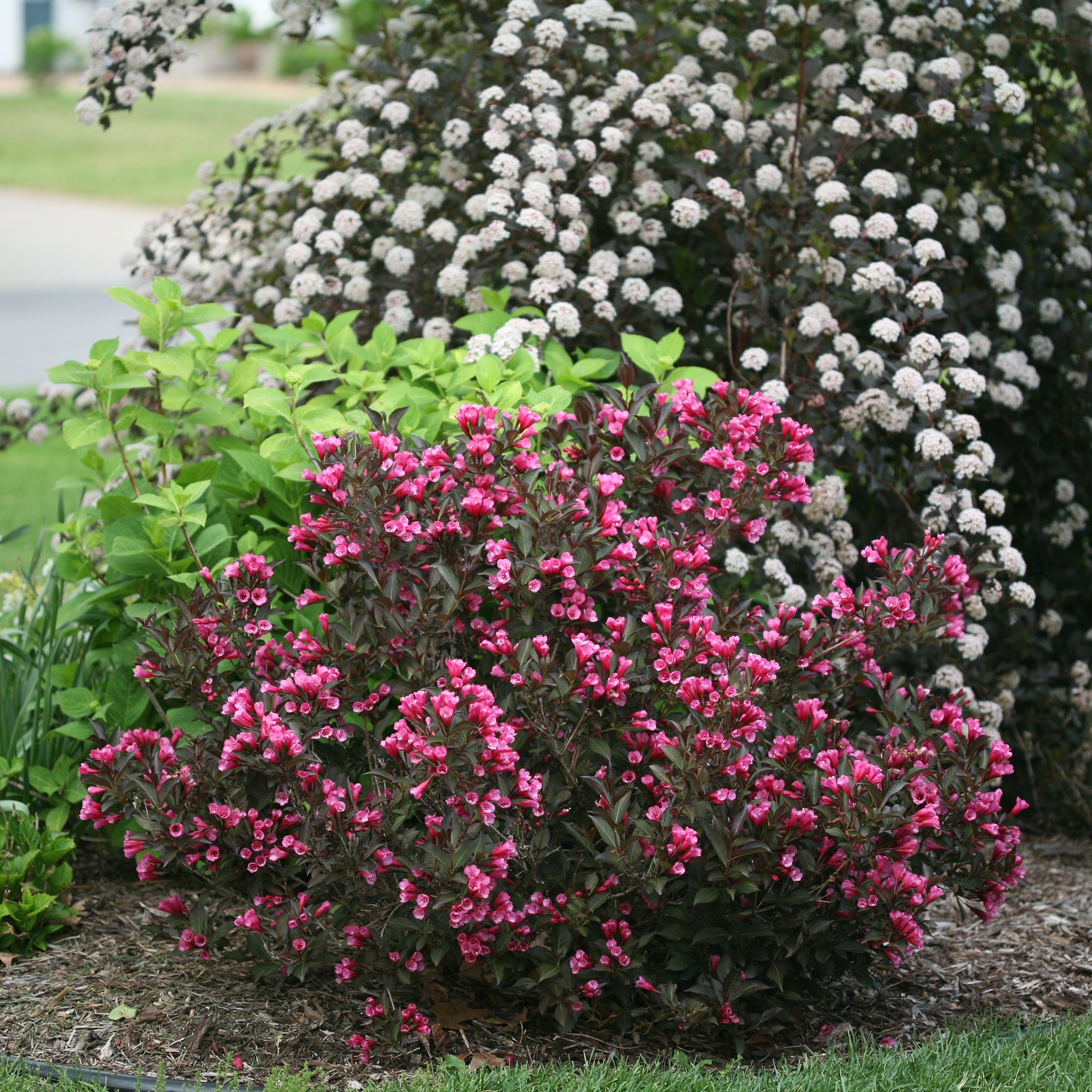 Proven Winners Weigela Florida Alexandra - Thumbnail 2