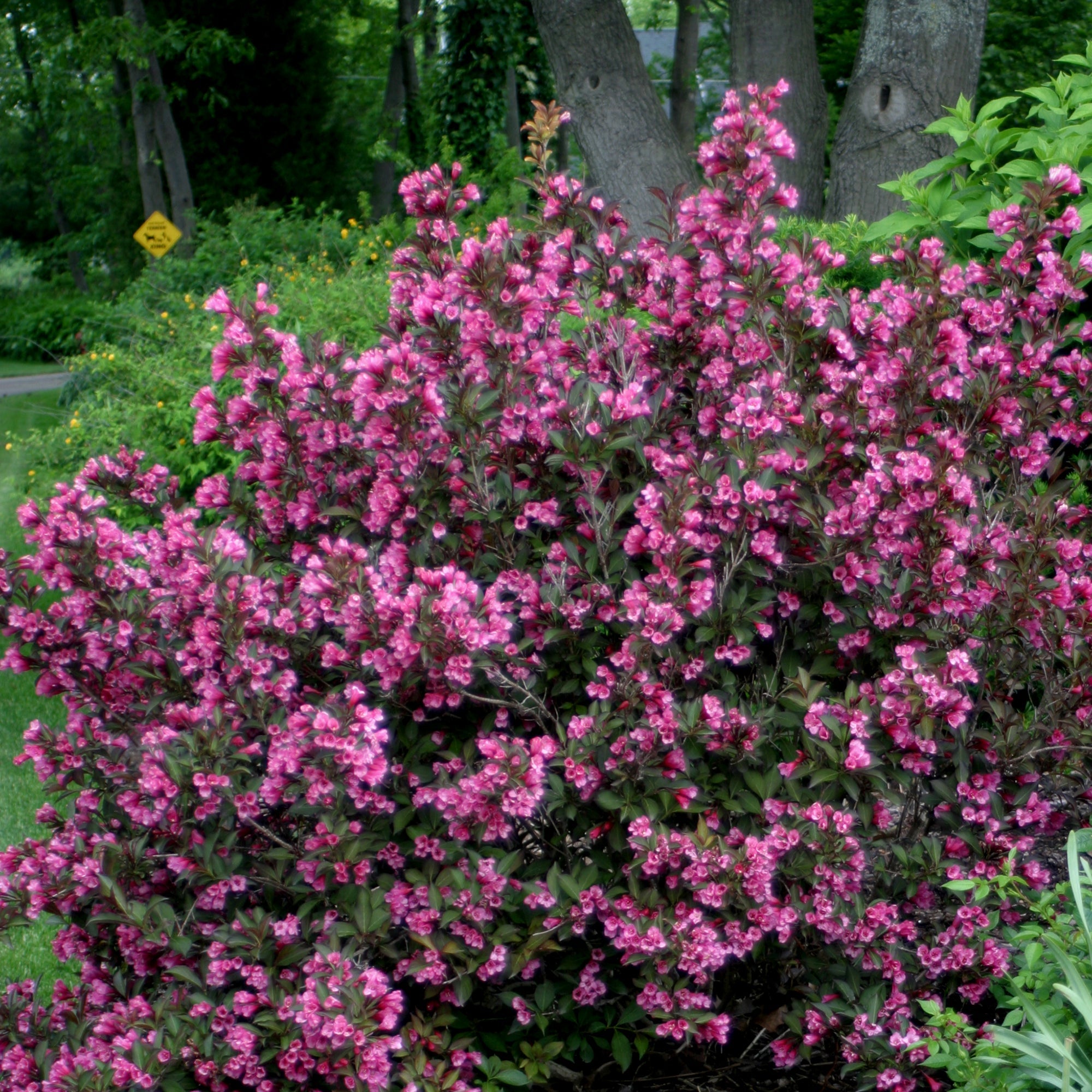 Proven Winners Weigela Florida Alexandra - Thumbnail 3