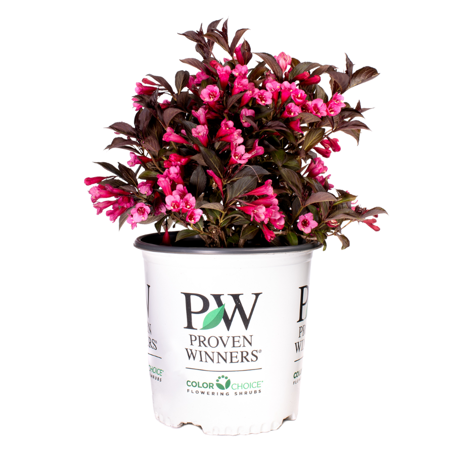 Proven Winners Weigela Florida Alexandra