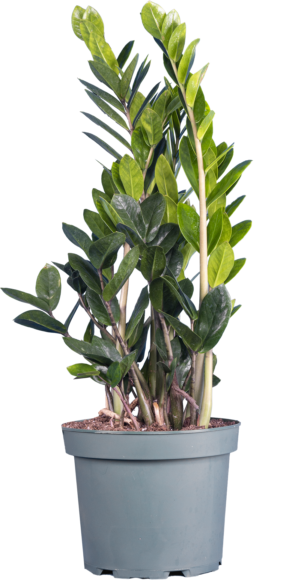 Zamioculcas (L) | ZZ Plant