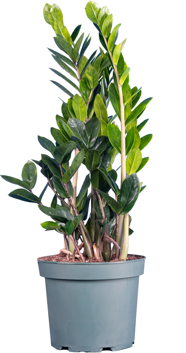 Zamioculcas | ZZ Plant | 8