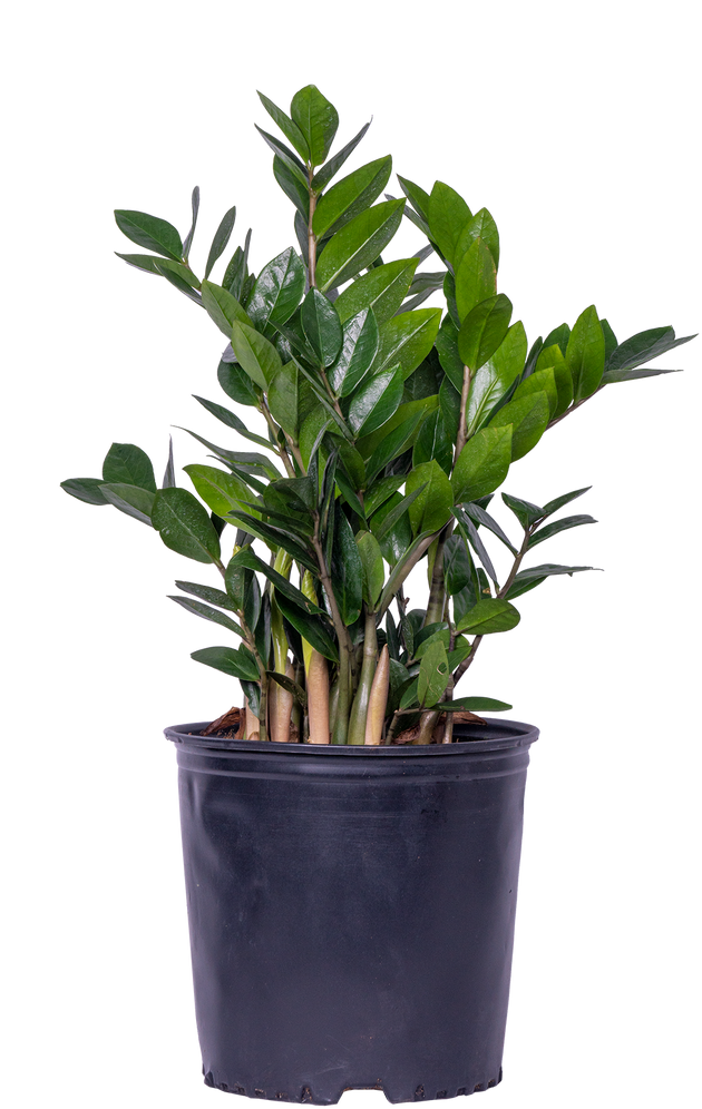 ikea zz live plant Zamioculcas | ZZ Plant | 10" Pot | Easy Care Houseplant