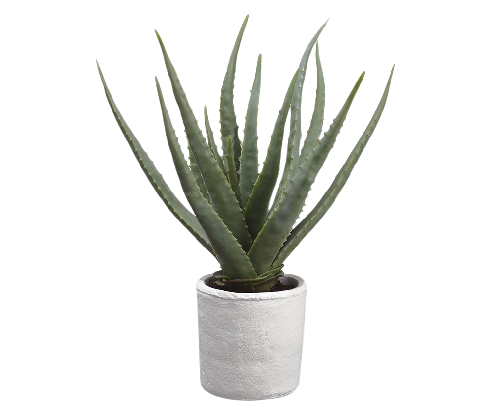 Artificial Agave in White Magnesium Pot