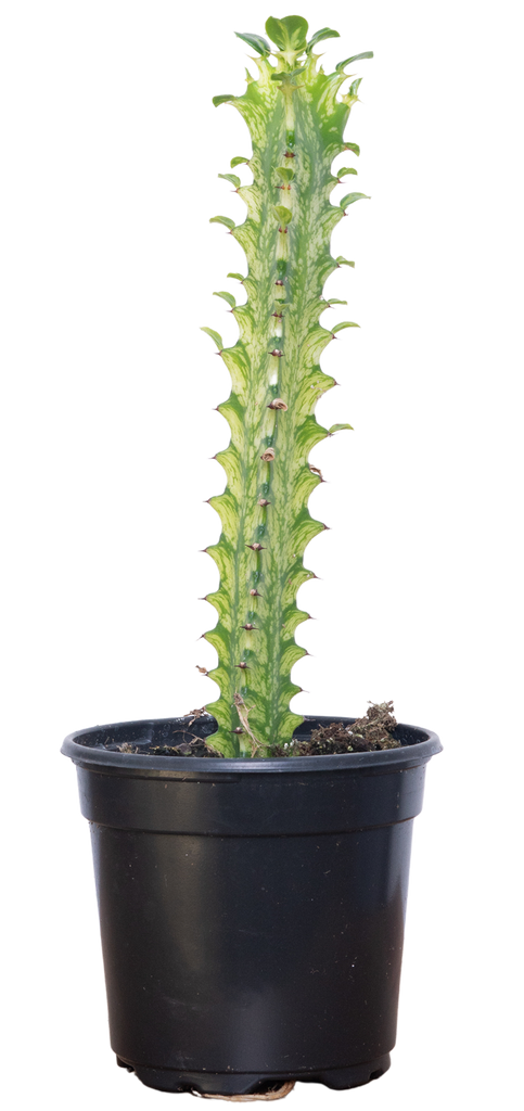 Euphorbia Trigona Variegata | Variegated Cathedral Cactus (S)