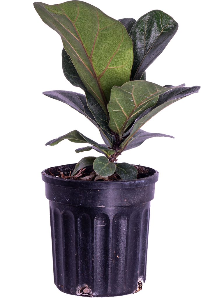 Ficus Lyrata (S) | Fiddle Leaf Fig