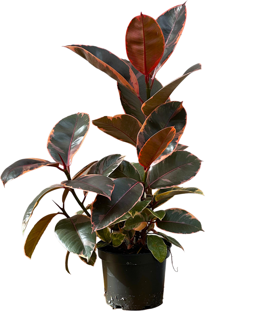 Ficus Elastica Ruby | Rubber Tree (M)