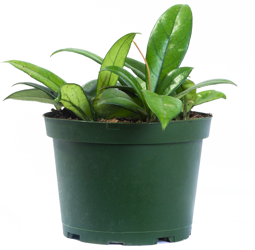 Hoya Crassipetiolata | Wax Plant (M)