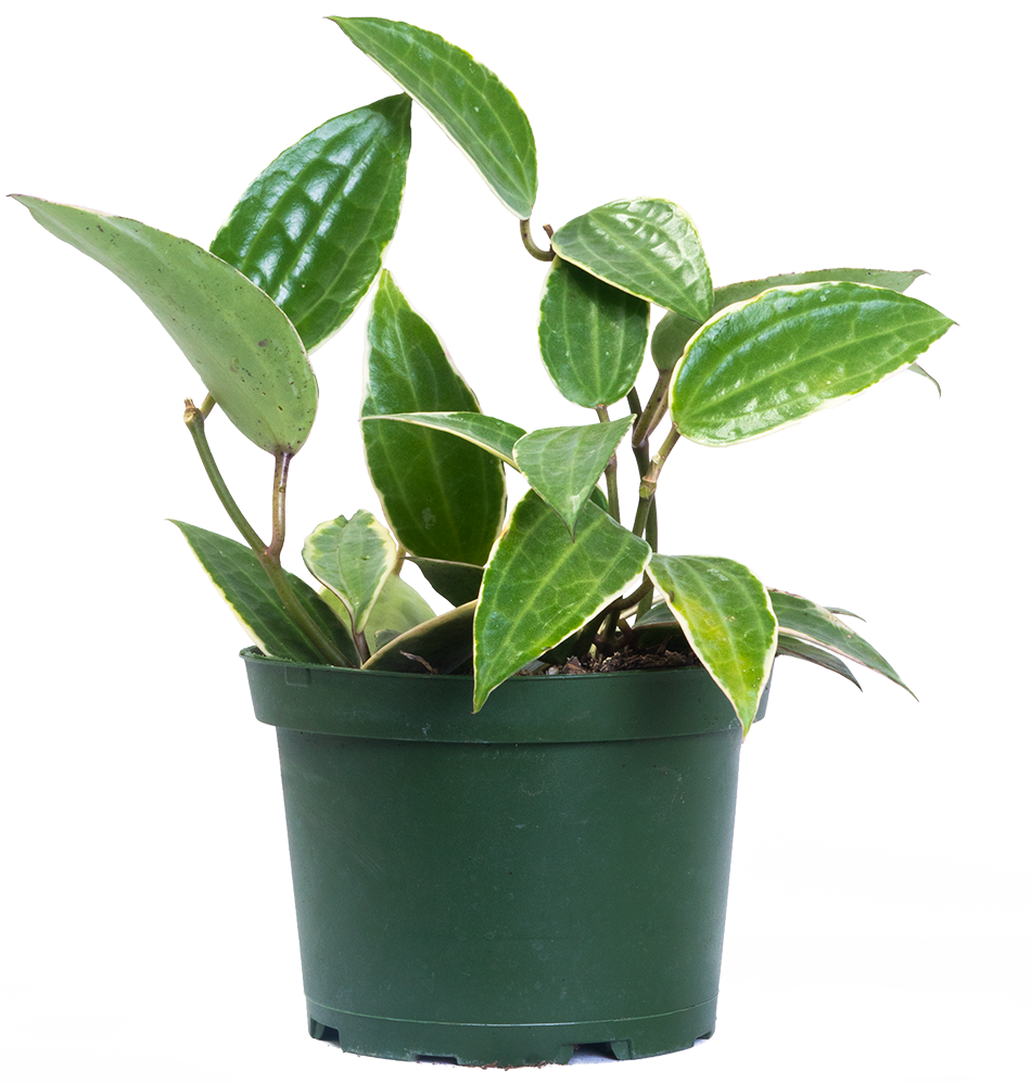 Hoya Macrophylla | Latifolia Variegata | Wax Plant (M)