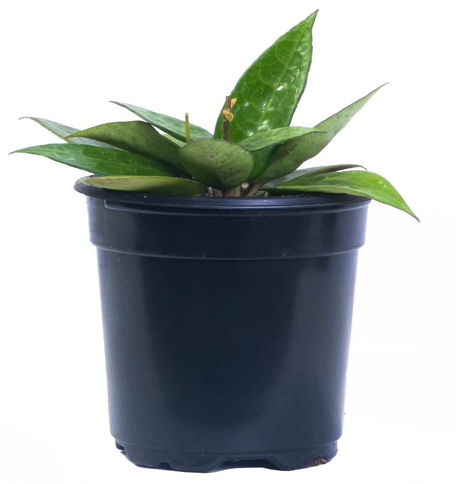 Hoya Parasitica Black Margin | Wax Plant (S)