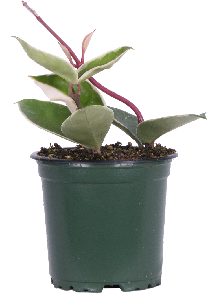 Hoya Carnosa Krimson Queen/Princess | Wax Plant (S)