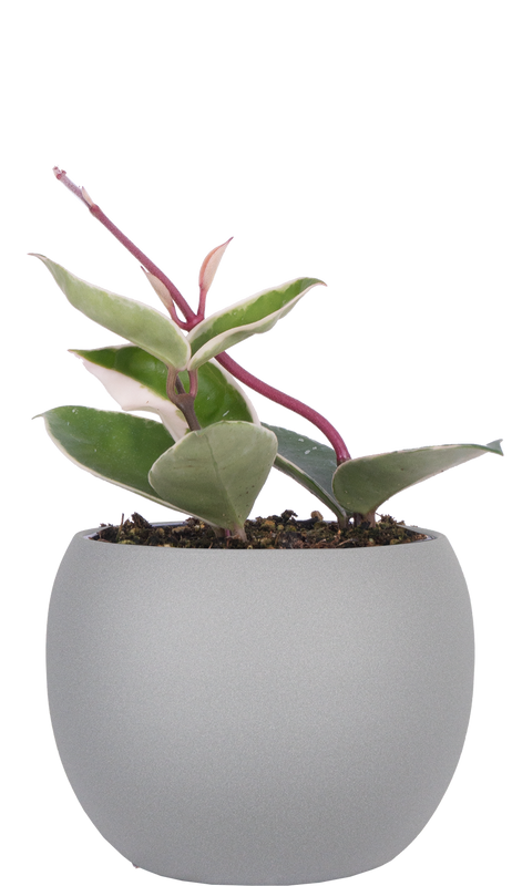 Hoya Carnosa Krimson Queen/Princess | Wax Plant (S)