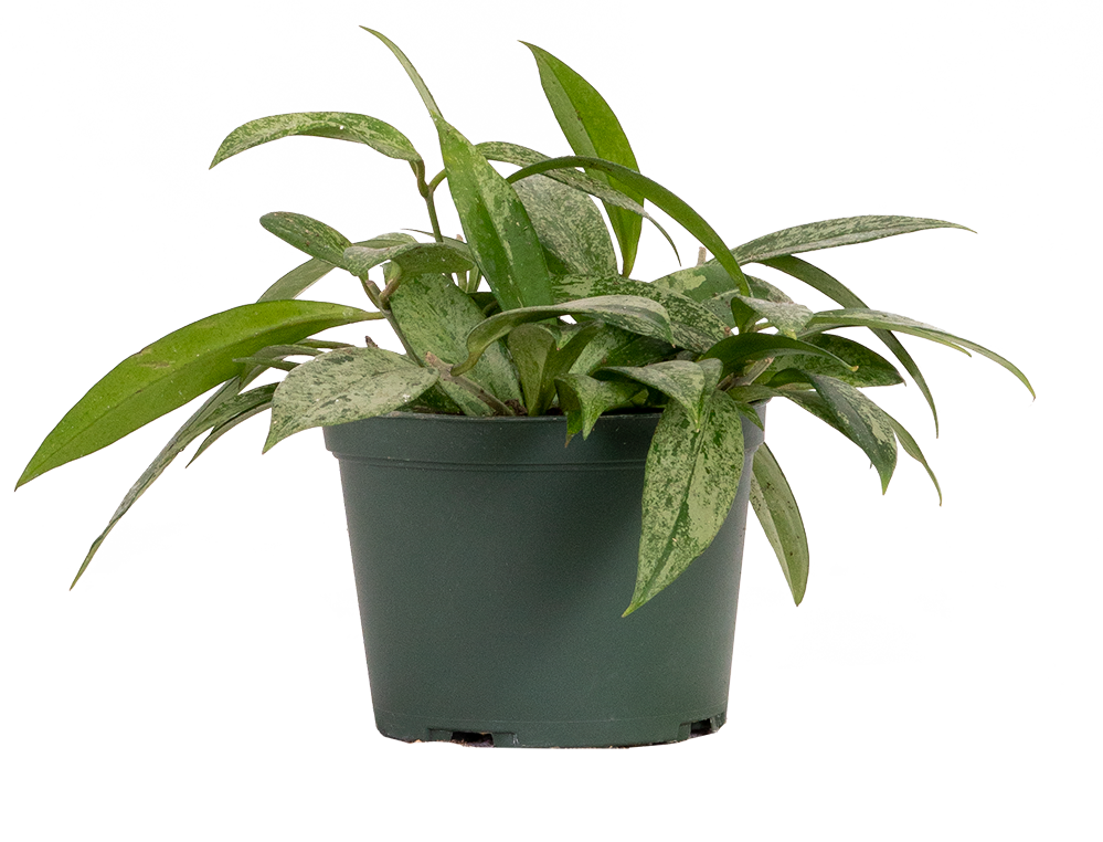 Hoya Pubicalyx Splash | Wax Plant (M)