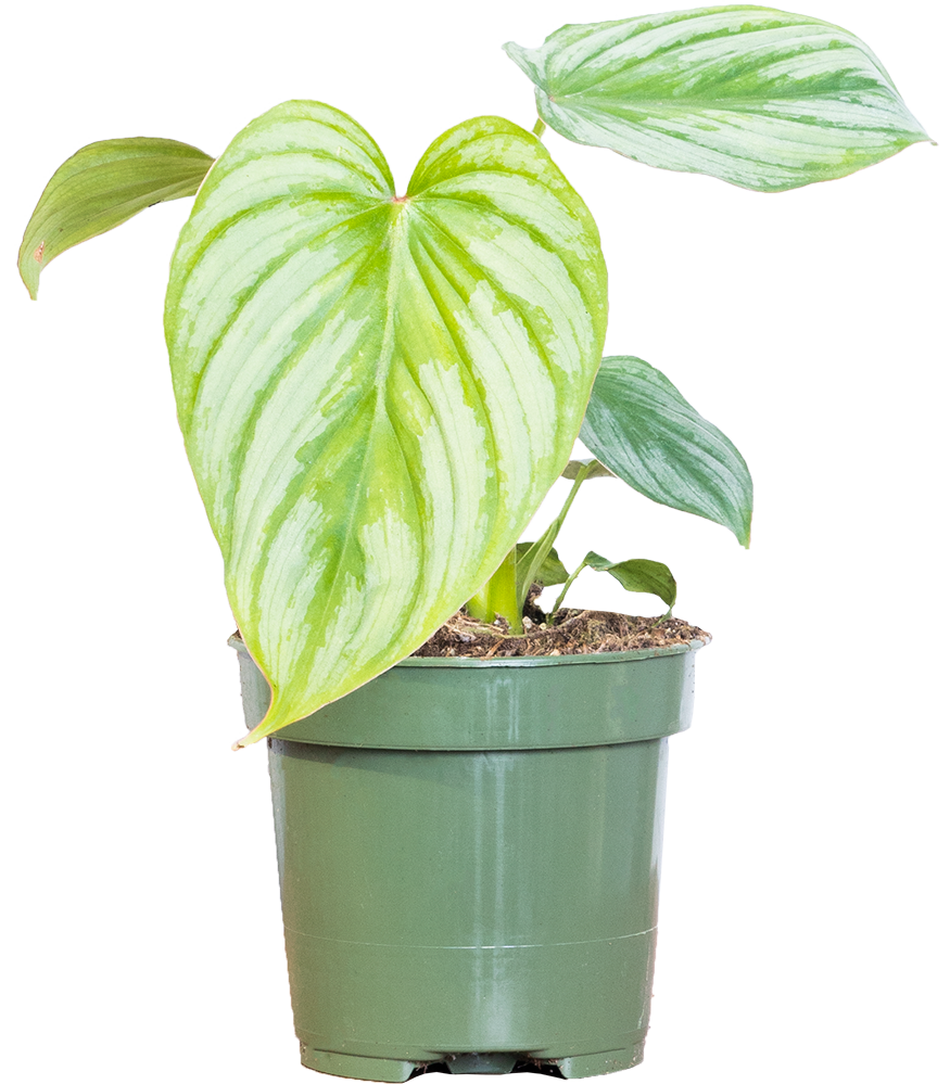 Philodendron Mamei | Silver Cloud (S)
