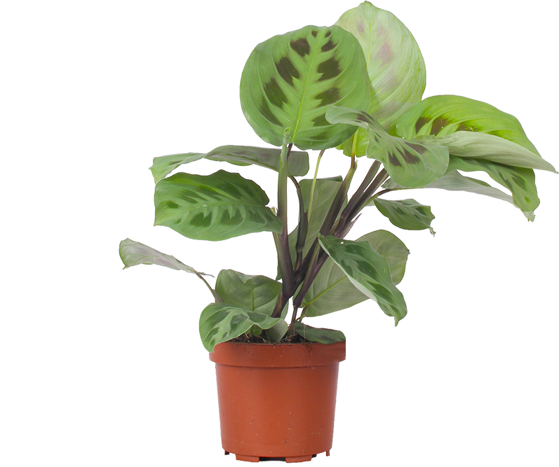 Maranta Kerchoveana | Green Prayer Plant (S)