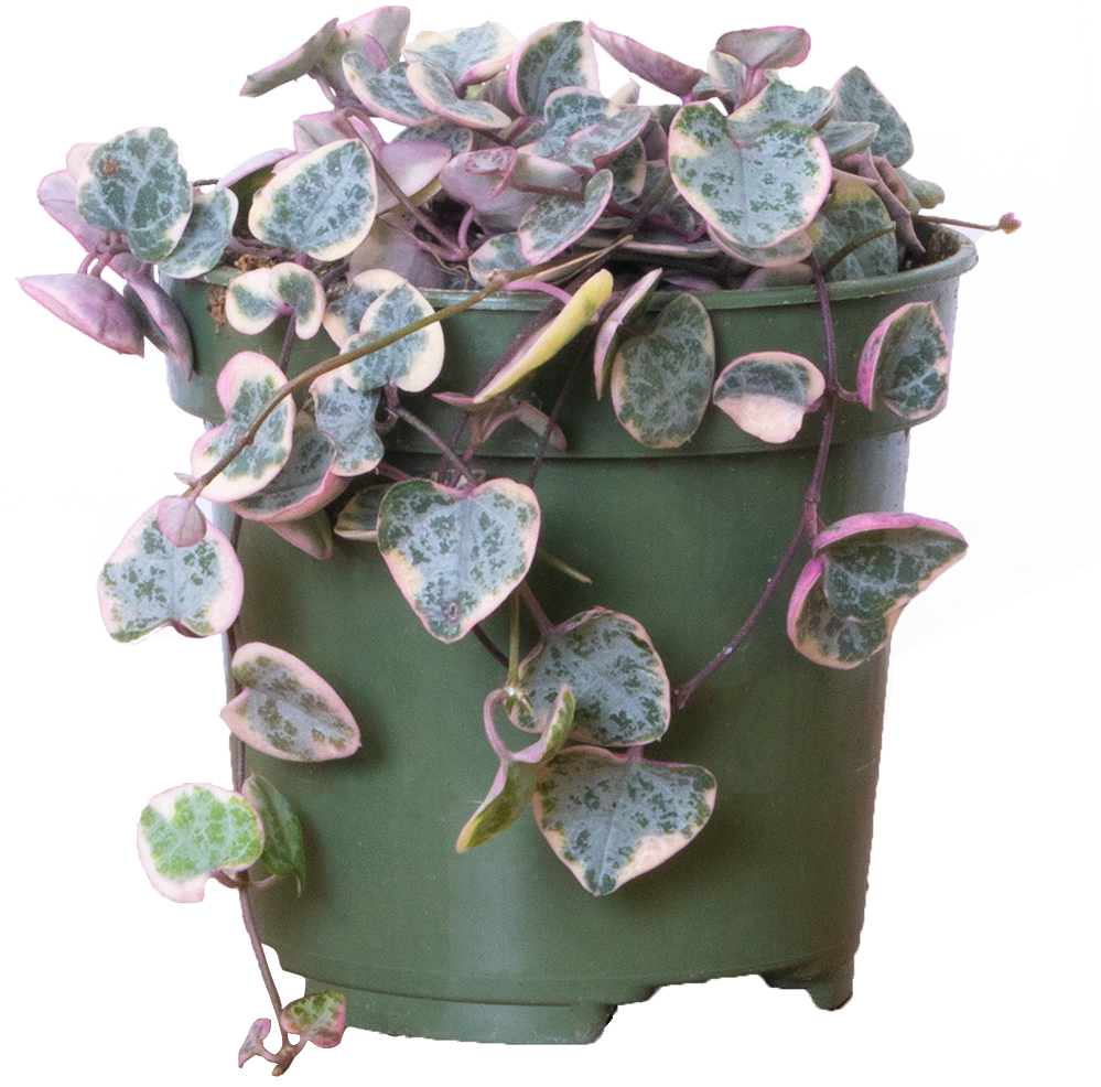 Ceropegia Woodii | Variegated String of Hearts (S)