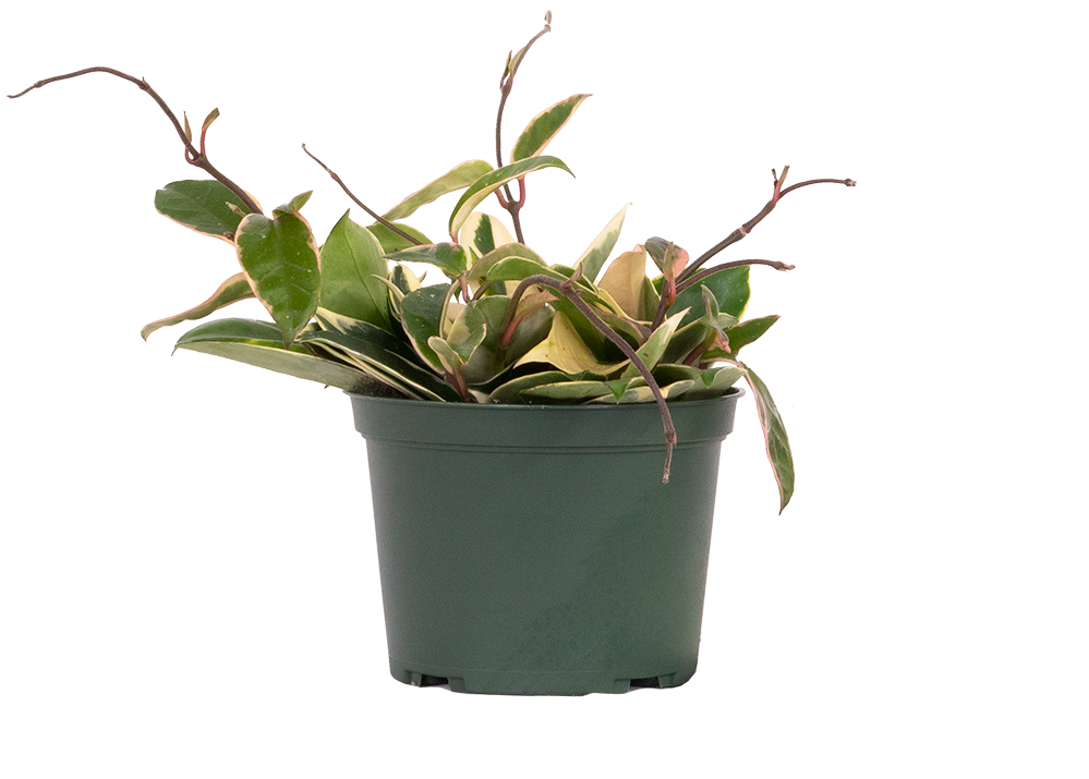Hoya Carnosa Krimson Queen/Princess | Wax Plant (M)